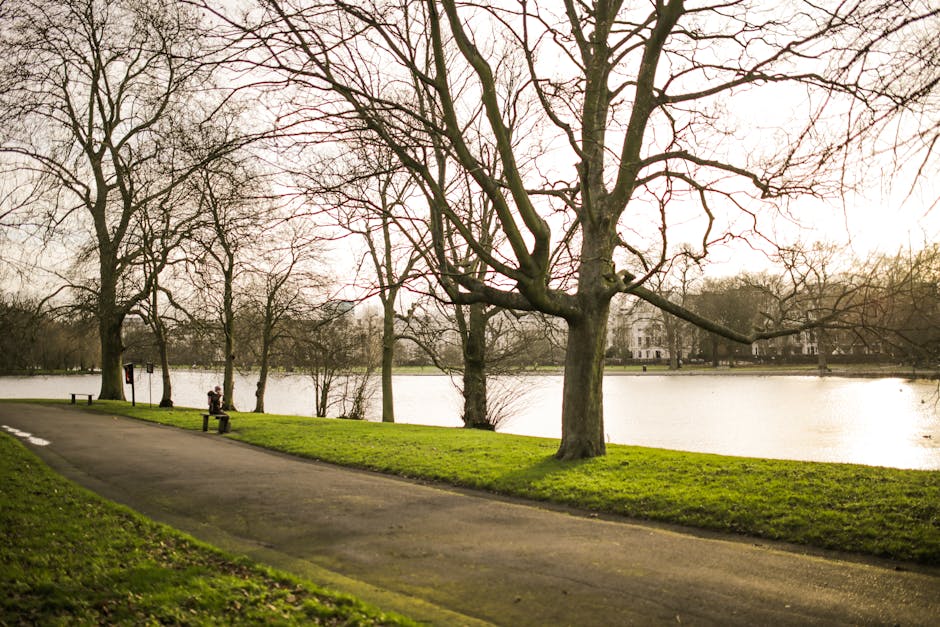 The image depicts a park side view with a paved pathway running parallel to a calm body of water, likely a lake or river, in a natural urban setting. In the foreground, a large leafless tree with rough, textured, dark brown bark stands prominently to the right of the pathway. Additional deciduous trees without leaves are scattered along the water's edge in the background, their intricate, twisted branches creating a network against a pale, overcast sky. The grassy areas bordering the pathway are well-maintained and lush, with a bright green hue, contrasting with the muted tones of the trees and water. A solitary person, dressed in dark clothing, is seated on a park bench placed beside the pathway, facing the water, which reflects the diffused light from the sky, creating a serene atmosphere. The scene captures a quiet moment in a park environment, with no visible rubbish or waste but subtly illustrating a well-kept outdoor space. This peaceful outdoor setting aligns with the interests of services like Rubbish Collection Wandsworth that focus on maintaining clean, rubbish-free public and private areas near urban parks and scenic locations.
